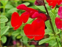 Salvia 'Royal Bumble'