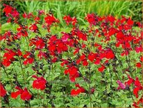 Salvia 'Royal Bumble'