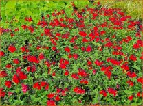 Salvia 'Royal Bumble'