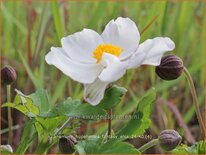 Anemone hupehensis &#39;Fantasy Elsa&#39;
