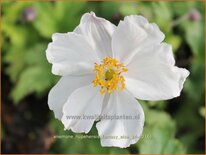 Anemone hupehensis &#39;Fantasy Elsa&#39;