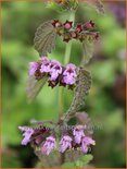 Ballota nigra