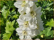 Delphinium &#39;Delgenius Neva&#39; (pot 11 cm)