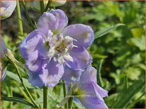 Delphinium &#39;Gossamer&#39; (pot 11 cm)