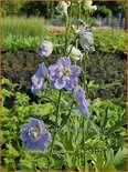 Delphinium &#39;Gossamer&#39; (pot 11 cm)