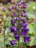 Delphinium &#39;Paramo Black Velvet&#39;