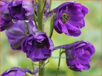 Delphinium &#39;Paramo Black Velvet&#39;