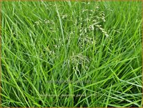 Deschampsia cespitosa &#39;Palava&#39;