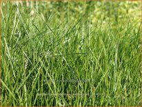 Deschampsia cespitosa 'Waldschratt'
