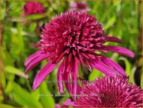 Echinacea &#39;Blueberry Cheesecake&#39;