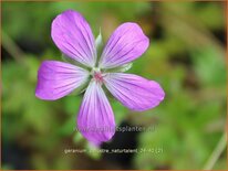 Geranium palustre &#39;Naturtalent&#39;