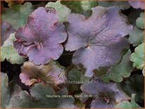 Heuchera &#39;Rockies Black&#39;