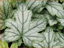 Heucherella &#39;White Revolution&#39;