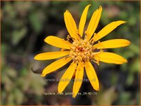Ligularia &#39;Little Golden Ray&#39;