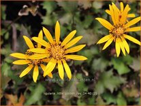 Ligularia &#39;Little Golden Ray&#39;