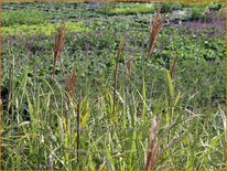 Miscanthus sinensis &#39;Red Tower&#39; (pot 11 cm)