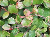 Muehlenbeckia complexa &#39;Pink Camouflage&#39;