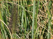 Pennisetum alopecuroides &#39;Kim&#39;s Nightmare&#39;