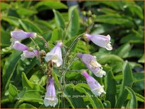 Penstemon hirsutus &#39;Pygmaeus&#39;