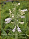 Penstemon hirsutus &#39;Pygmaeus Albus&#39;