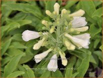 Penstemon hirsutus &#39;Pygmaeus Albus&#39;