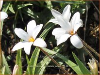 Rhodohypoxis platypetale &#39;Select&#39;