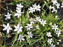 Rhodohypoxis platypetale &#39;Select&#39;