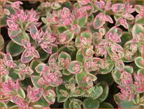 Sedum &#39;Lime Twister&#39;