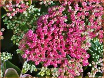 Sedum telephium &#39;Munstead Purple&#39;
