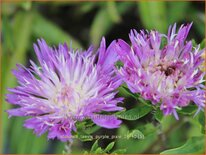 Stokesia laevis &#39;Purple Pixie&#39;