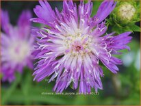 Stokesia laevis &#39;Purple Pixie&#39;