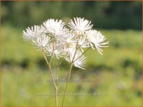 Thalictrum aquilegifolium &#39;White Cloud&#39;