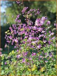 Thalictrum &#39;Purple Wings&#39;