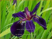 Iris &#39;Black Gamecock&#39;