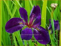 Iris &#39;Black Gamecock&#39;