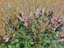 Astilbe chinensis &#39;Spotlight&#39;