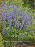 Baptisia &#39;Blueberry Sundae&#39;