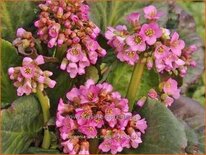 Bergenia &#39;Dark Margin&#39;