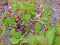Epimedium rubrum &#39;Galadriel&#39;