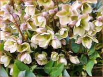 Helleborus &#39;Ivory Prince&#39; (pot 11 cm)