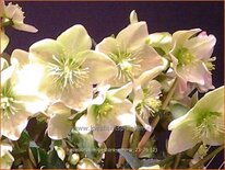 Helleborus nigercors &#39;Emma&#39; (pot 11 cm)