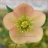 Helleborus orientalis &#39;Single Apricot&#39;