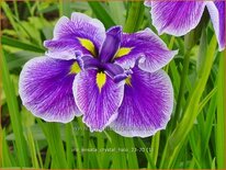 Iris ensata 'Crystal Halo'