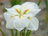 Iris ensata &#39;White Ladies&#39;