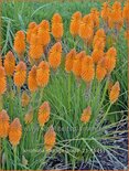 Kniphofia &#39;Orange Blaze&#39;