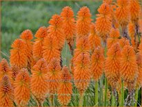 Kniphofia &#39;Orange Blaze&#39;