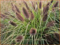 Pennisetum alopecuroides &#39;Kim&#39;s Nightmare&#39;