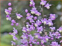Thalictrum &#39;Purple Wings&#39;