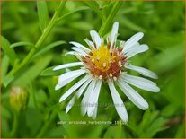 Aster ericoides &#39;Herbstmyrte&#39;