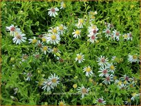 Aster ericoides &#39;Herbstmyrte&#39;